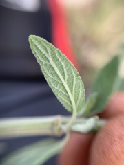 Salvia curviflora