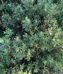 Persea borbonia