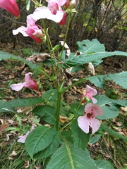 Impatiens glandulifera