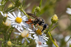 Sphex dorsalis