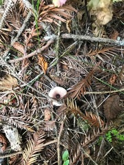 Lepiota atrodisca