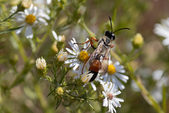 Sphex dorsalis