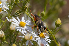 Sphex dorsalis