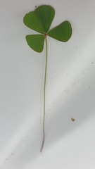 Marsilea crenata