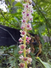 Phytolacca icosandra