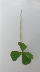 Marsilea crenata
