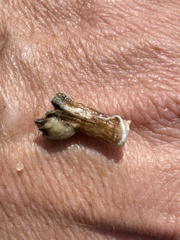 Amphibalanus improvisus