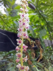Phytolacca icosandra