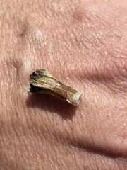 Amphibalanus improvisus