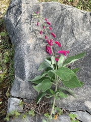 Salvia curviflora