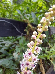 Phytolacca icosandra
