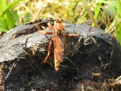 Asilus crabroniformis