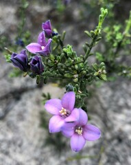 Cyanothamnus coerulescens