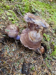 Cortinarius cyanites