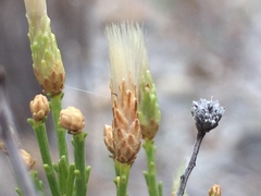 Baccharis sarothroides