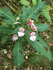 Impatiens glandulifera