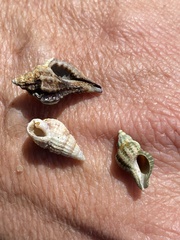 Ilyanassa trivittata