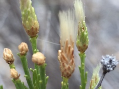 Baccharis sarothroides