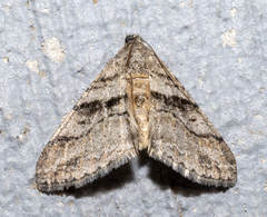Prionomelia spododea