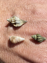 Ilyanassa trivittata