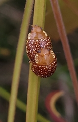 Paropsis ornata