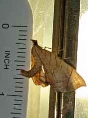 Eulithis diversilineata