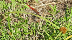 Cyperus odoratus odoratus