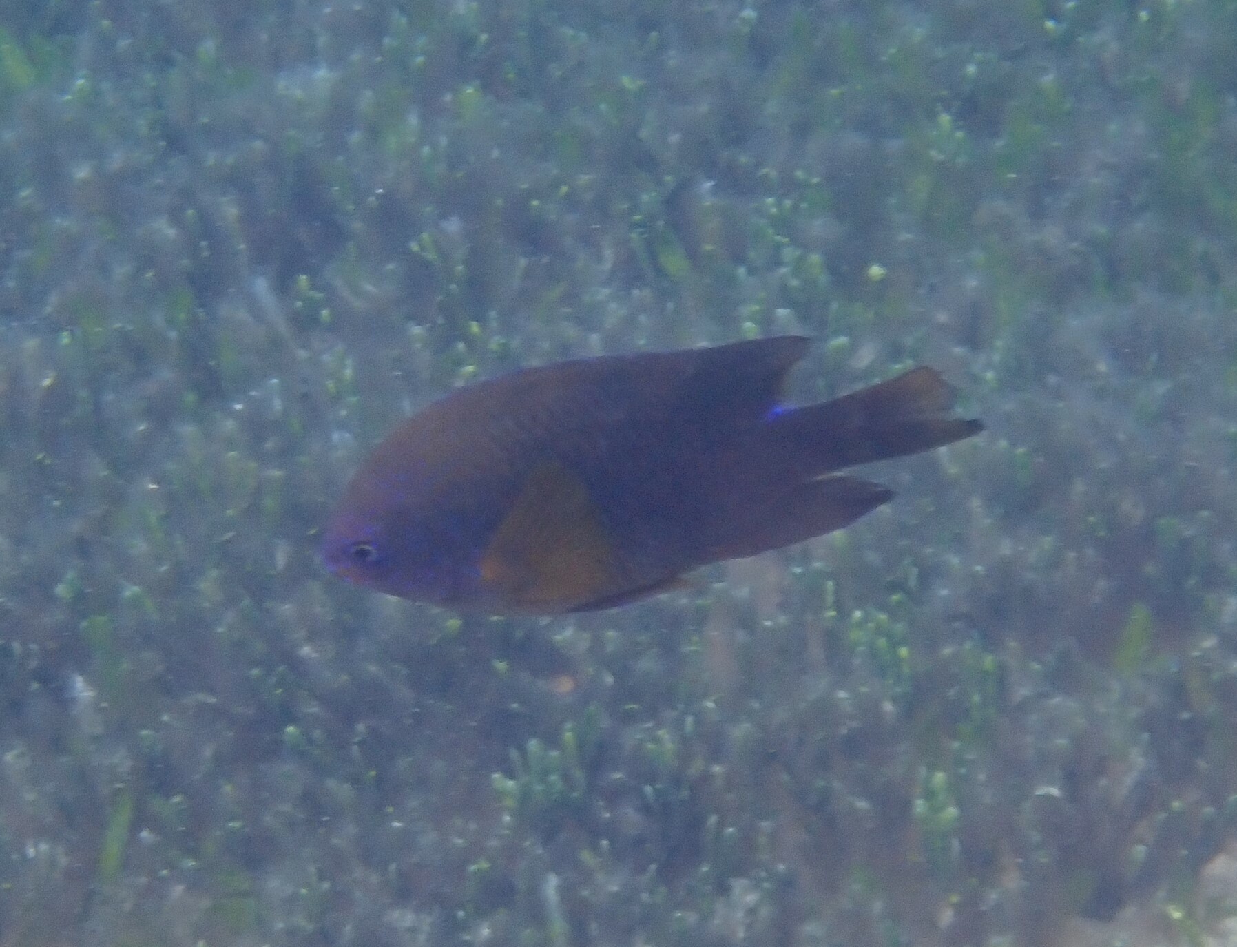 Neoglyphidodon polyacanthus (Ogilby, 1889)