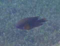 Neoglyphidodon polyacanthus