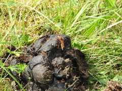 Asilus crabroniformis