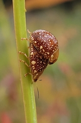 Paropsis ornata