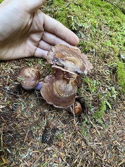 Cortinarius cyanites