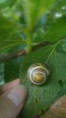 Cepaea hortensis
