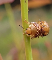Paropsis ornata