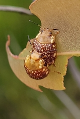 Paropsis ornata