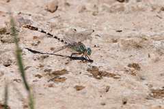 Erpetogomphus lampropeltis