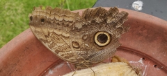 Caligo brasiliensis