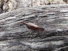 Aconophora compressa