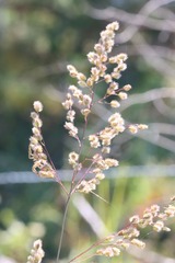 Anthenantia