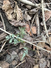 Bidens bipinnata