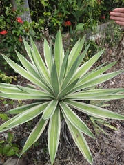 Agave angustifolia