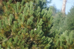 Junco phaeonotus