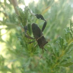 Leptoglossus zonatus