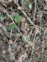 Bidens bipinnata