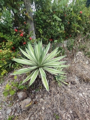 Agave angustifolia