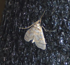 Pseudopyrausta santatalis