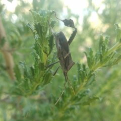 Leptoglossus zonatus