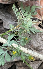 Bidens bipinnata