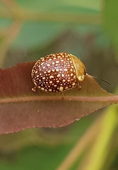 Paropsis ornata
