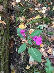 Impatiens glandulifera
